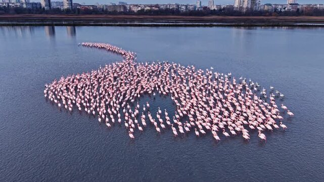 A large flock of flamingos congregates beautifully in a serene urban lake, their pink feathers shimmering under the daylight as they form mesmerizing patterns across the water's surface.