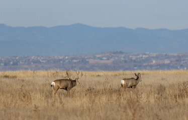 Mule Deer Buck and Doe Rutting in Colroado in Autumn