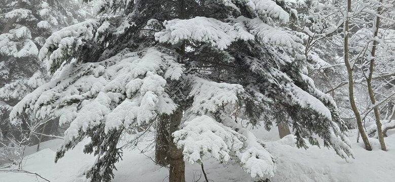 Neve , inverno, abete