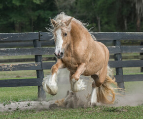 Obraz premium adult female palomino Gypsy Vanner Horse filly springs into run head on in fenced grass paddock