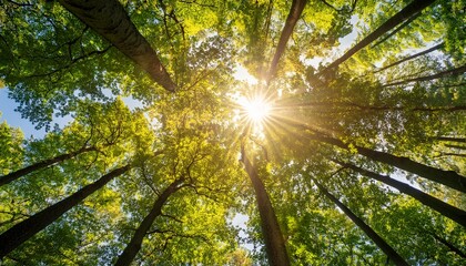 sonnen leuchtet durch baumkronen