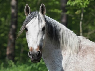Obraz premium A majestic white horse with a dark mane stands in a lush green forest, looking directly at the viewer.