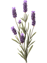 Fototapeta premium Lavender branch with multiple purple flower spikes and green foliage, natural botanical element isolated on transparent background.