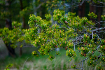 Green Pine Branches with Young Cones in a Forest