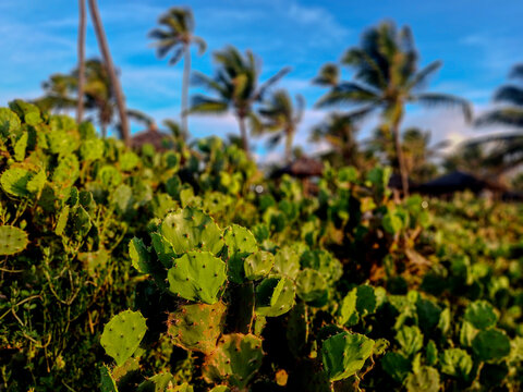 Tropical Coastal Vegetation with Palm Trees Under Blue Sky