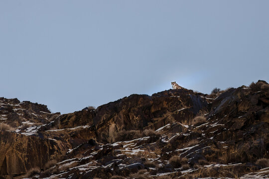 Aerial view of a majestic snow leopard perched atop a rocky outcrop, its fur blending with the stark landscape, Khunjerab National Park, Hunza, Gilgit, Pakistan.