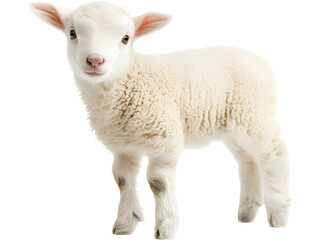 Cute young lamb standing isolated on transparent background. Farm animal concept symbolizing innocence, nature, rural life and agriculture.