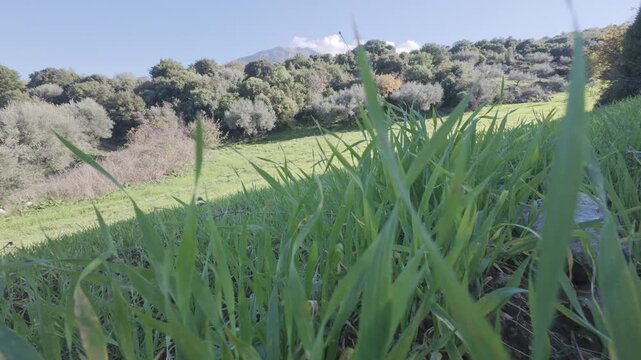 Fresh fodder crops growing in shaded olive valley with no people