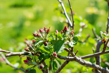 tree branch close up with flower buds and small green leaves in spring. Buds and young leaves show early bloom stage. Spring branch creates fresh natural background with seasonal growth detail