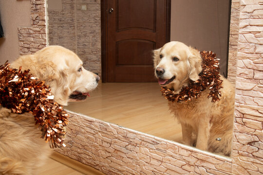 Holiday. A Golden Retriever dog with a Christmas decoration on its neck.