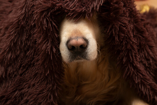 A Golden Retriever dog is lying under a blanket, warming up from the cold.