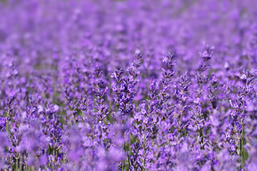 Obraz premium A serene lavender field featuring vibrant purple flowers under natural sunlight, promoting calmness and beauty. Ideal for nature, aromatherapy, or floral-themed concepts.