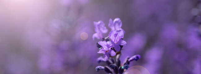 Fototapeta premium Close-up view of vibrant lavender flowers blooming under sunlight, evoking tranquility and calmness in a natural environment.