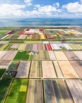 Aerial view of vibrant, colorful tulip fields creating a patchwork quilt of textures stretching towards the distant sea horizon, Sint Maartensvlotbrug, North Holland, Netherlands.
