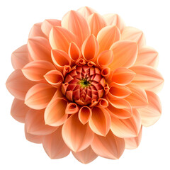 A close-up view showcases a vibrant, peach-toned flower with intricate petals on black