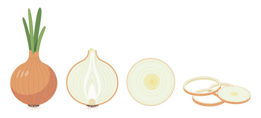 Onion icons, detailed vector graphics showing whole, half, and sliced onions, yellow onion with green sprout, culinary ingredients, spices, and organic food concept.