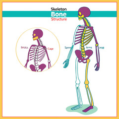 Obraz premium Comprehensive Human Skeleton Bone Structure Overview Medical Diagram