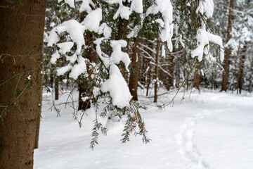 Fototapeta premium Snow-covered branches hang from pine trees in a tranquil winter forest. A soft layer of fresh snow blankets the ground, creating a serene atmosphere in this natural setting.