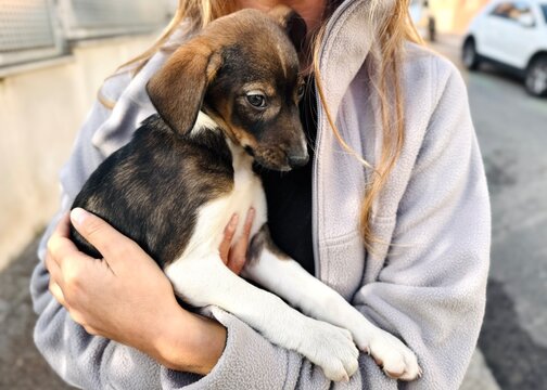 Sweet Innocent Rescue Puppy Looking Shy in Adopter's Arms on Urban Street
