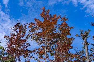 Obraz premium Autumn Maple Trees with Crimson Foliage Against Blue Sky