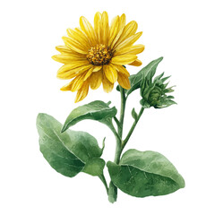 Fototapeta premium Wild Sunflower illustrated in isometric watercolor style, isolated on white.
