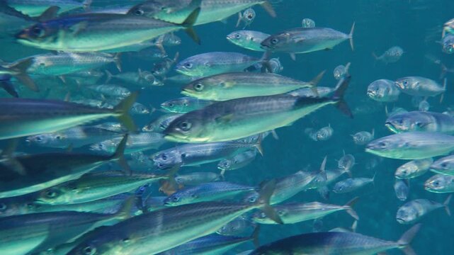 An immersive underwater video showing a massive school of mackerel or sardines swimming gracefully in deep blue ocean water. A beautiful and mesmerizing display of marine life and nature's patterns.