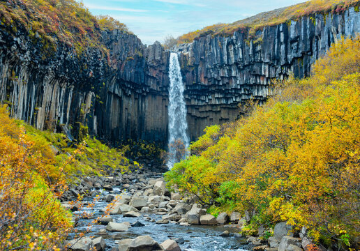 Svartifoss waterfall cascades down dramatic basalt columns in Iceland. Surrounded by vibrant autumn colors, it showcases the unique geology of the area.