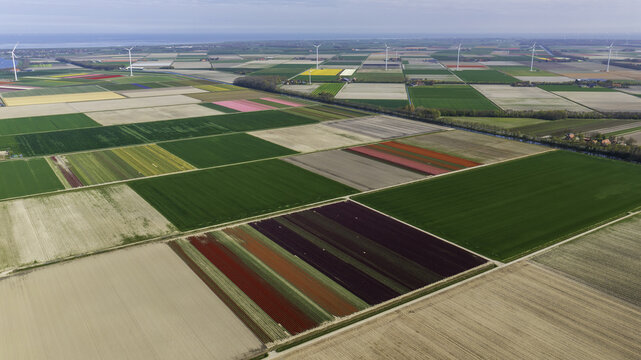 Aerial view of vibrant patchwork fields of tulips and crops create a stunning mosaic, punctuated by the distant silhouettes of wind turbines, Lelystad, Flevoland, Netherlands.