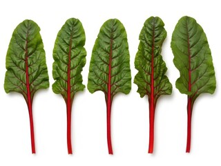Five fresh green chard leaves with red stems on a white background