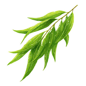 Watercolor isometric vector-style illustration of Willow Leaf, isolated on white background.