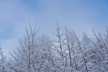 Against a blue sky, the tops of branches are covered with a layer of white frost and snow. Close-up, with space for text at the top.
