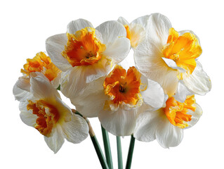 Fototapeta premium daffodils isolated on a transparent background 
