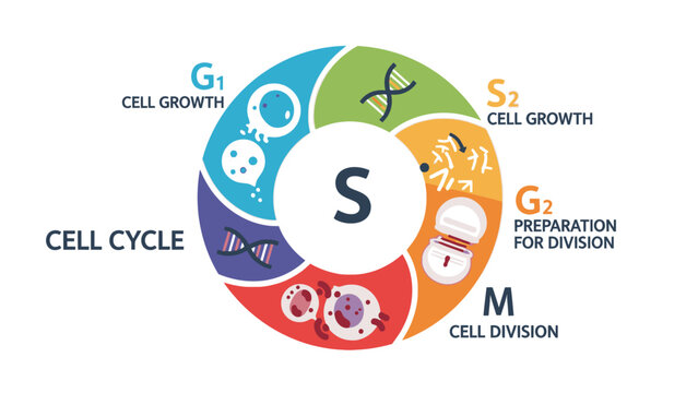 Infographic illustrating the cell cycle process with labeled stages on a white background.