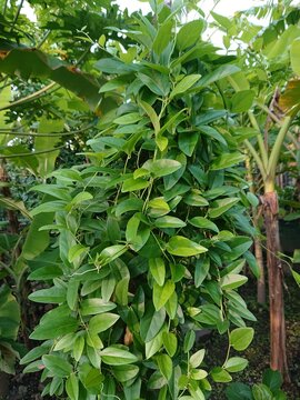 Green grass jelly leaves (Cyclea barbata or Mesona palustris), a popular climbing plant in Indonesia.