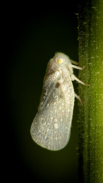 Citrus flatid planthopper - Metcalfa pruinosa