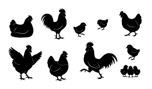 Vector chicken silhouette collection with hens, roosters, and chicks for farm and educational graphics