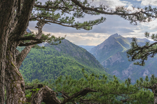 Aerial view of dramatic mountain peaks cloaked in deep green forests, framed by the textured branches of an ancient tree, Tjenti&Aring;&iexcl;te, Republika Srpska, Bosnia and Herzegovina.