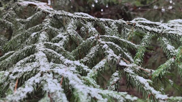 Spruce branches are adorned with a fresh layer of snow, creating a serene winter landscape. Flakes gently settle on the green needles, enhancing the tranquil beauty of nature.