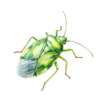 A watercolor isometric illustration of Aphid, cleanly isolated on white background.