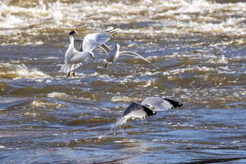 A group of three seagulls fishing on the Mississippi River on a winter day in Iowa. 