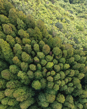 Aerial view of the forest canopy's vibrant greens and varied textures, a tapestry woven by nature's hand, A&Atilde;&sect;ores, Portugal.