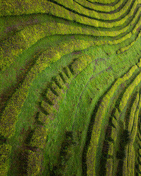 Aerial view of vibrant tea plantations cascade down the verdant hillsides in geometric harmony, a tapestry of agricultural artistry., Ribeira Grande, A&Atilde;&sect;ores, Portugal.