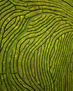 Aerial view of vibrant green tea plantations cascading down the slopes, creating a mesmerizing pattern of nature's artwork, A&Atilde;&sect;ores, A&Atilde;&sect;ores, Portugal.