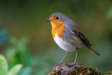 Rotkehlchen (Erithacus rubecula)