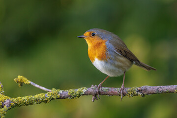 Rotkehlchen (Erithacus rubecula)