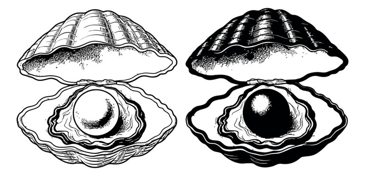Hand drawn line art oyster and pearl set featuring open shells with pearls for seafood and luxury design