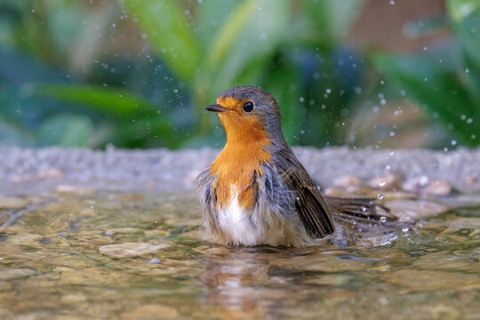 Rotkehlchen (Erithacus rubecula)