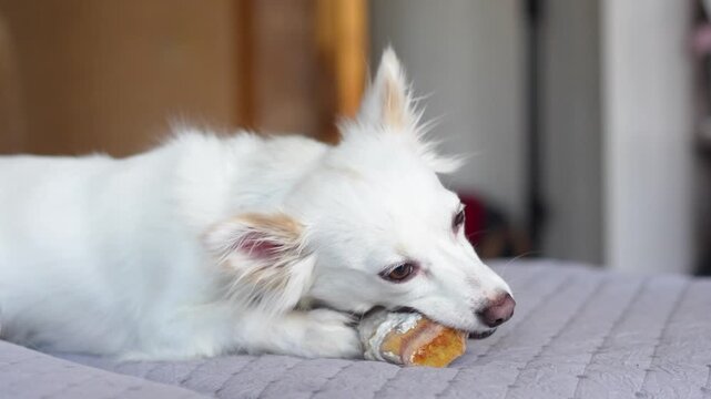 Small white dog chewing on a bone while lying on a soft gray blanket in a cozy indoor setting with blurred kitchen background elements visible
