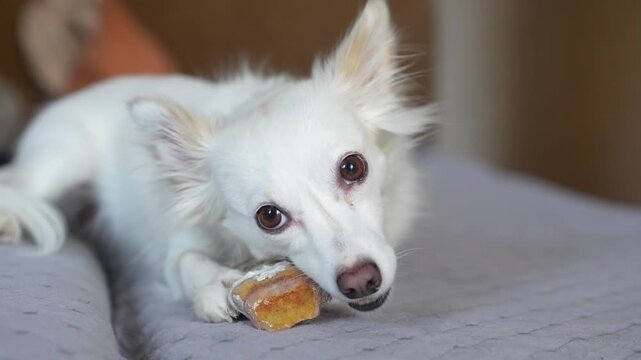 Small white dog chewing on a bone while lying on a soft gray blanket in a cozy indoor setting with blurred kitchen background elements visible