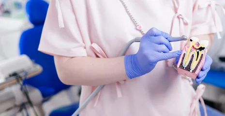 Fotobehang Ridders Adult caucasian female dentist demonstrates tooth structure model caries and nerve canal problems with dental drill tools  © Parilov